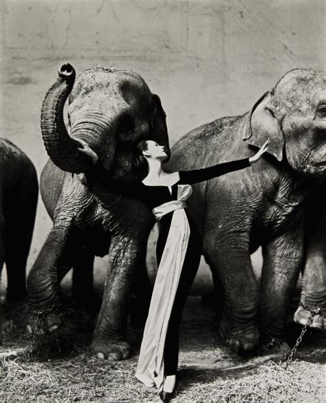 gala dior im elefantenstall|An analysis of ‘Dovima with elephants’ 1955 – Molls Media Blog.